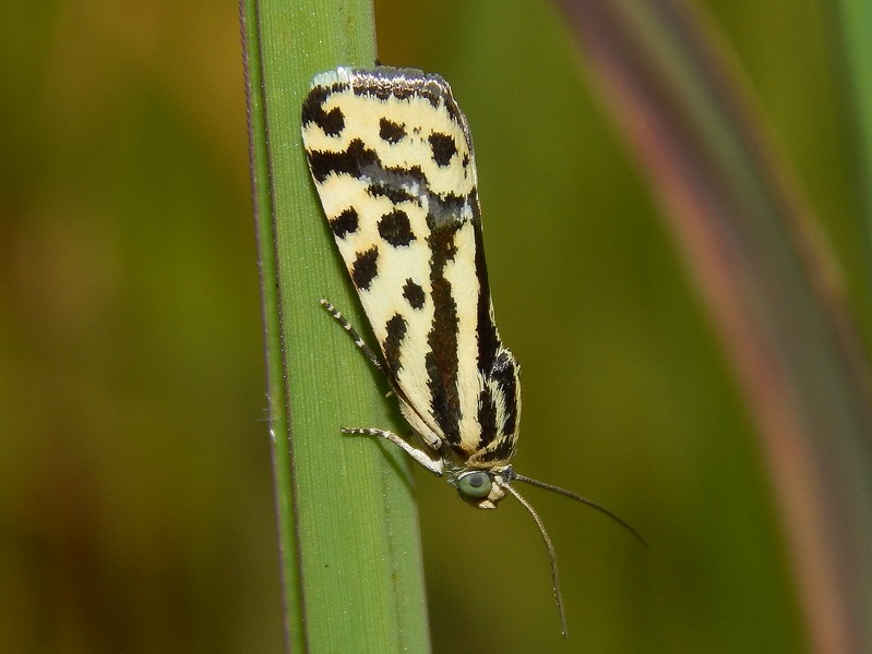 Bellissimo Crambidae (?) da ID